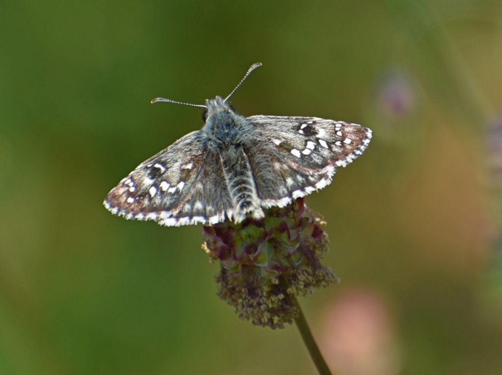 Pyrgus armoricanus?